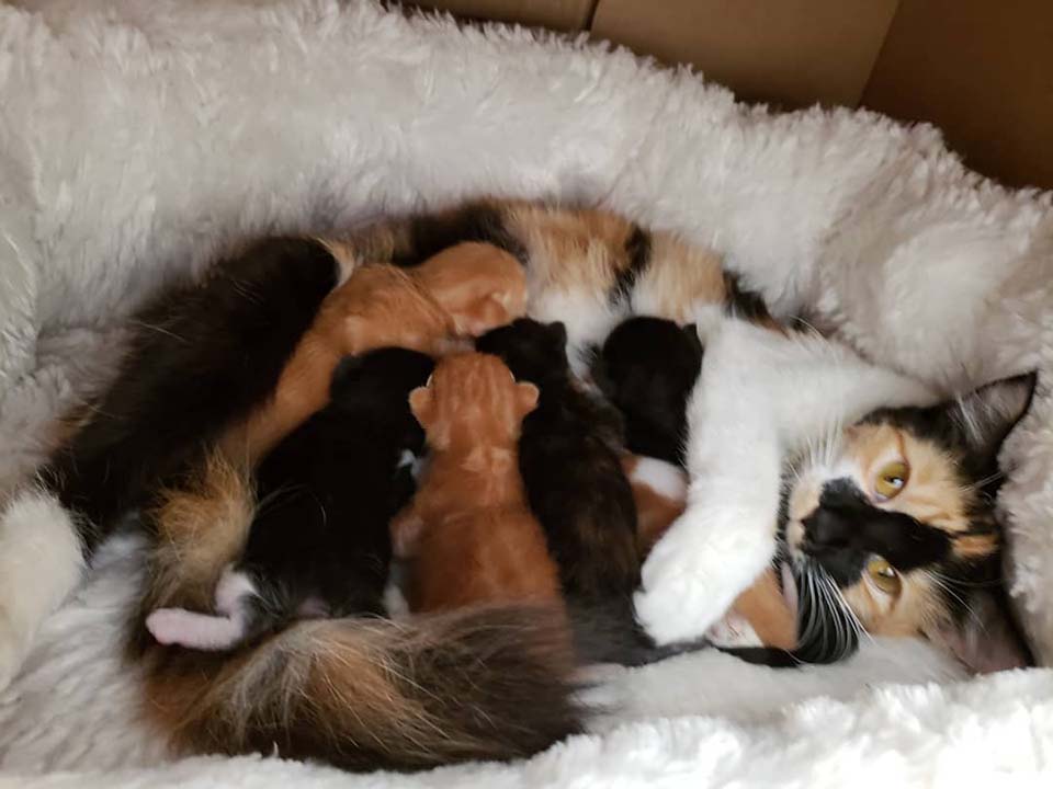 gatita y sus pequeños