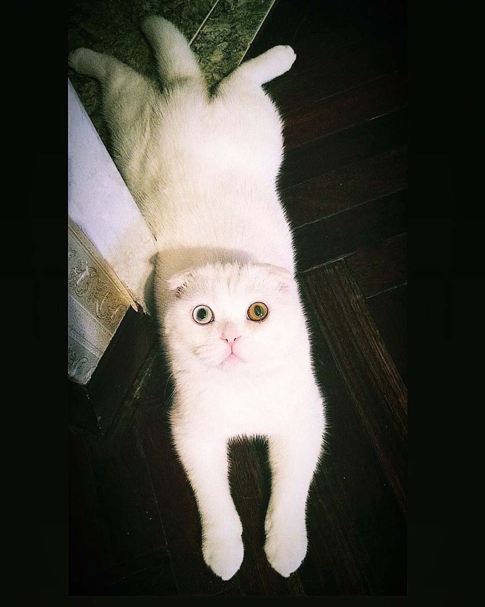 gato blanco en casa
