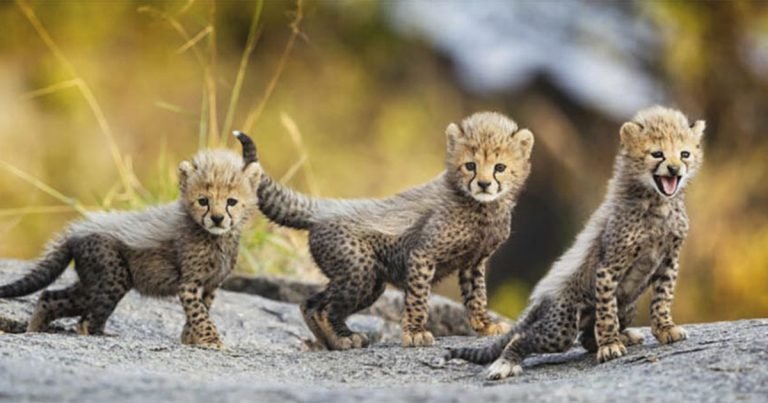 Adorables cachorros de guepardo ‘saludan al mundo’ mientras dan sus primeros pasos