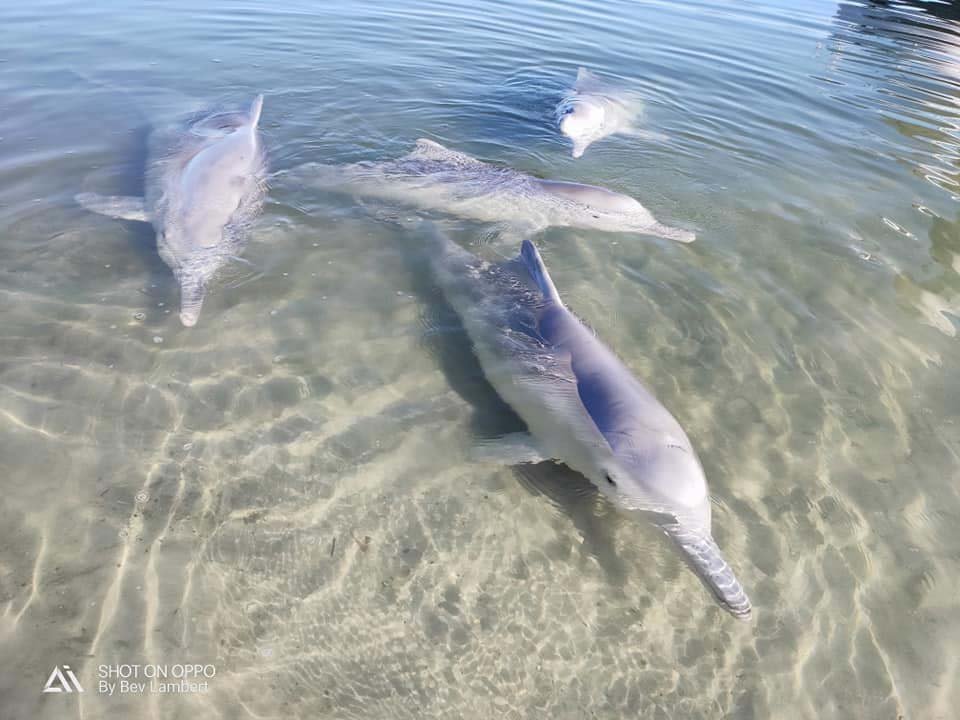Delfín trae regalos a los humanos del fondo del océano a cambio de comida 3 grupo de delfines