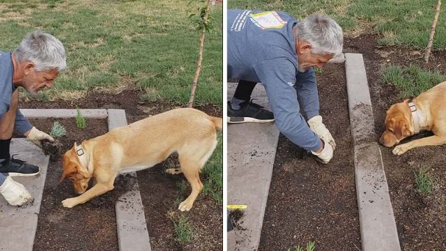 Jardinero y su perro plantan el jardín