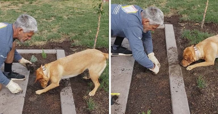 Jardinero y su perro tienen una forma especial de plantar cosas sin usar una pala