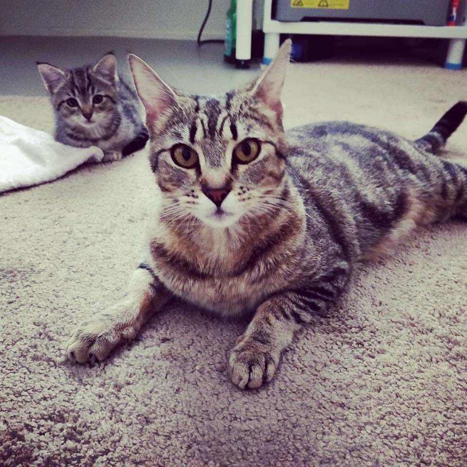 Esta gata está tan feliz de encontrar ayuda para su único gatito 8 mamá gata y su pequeño