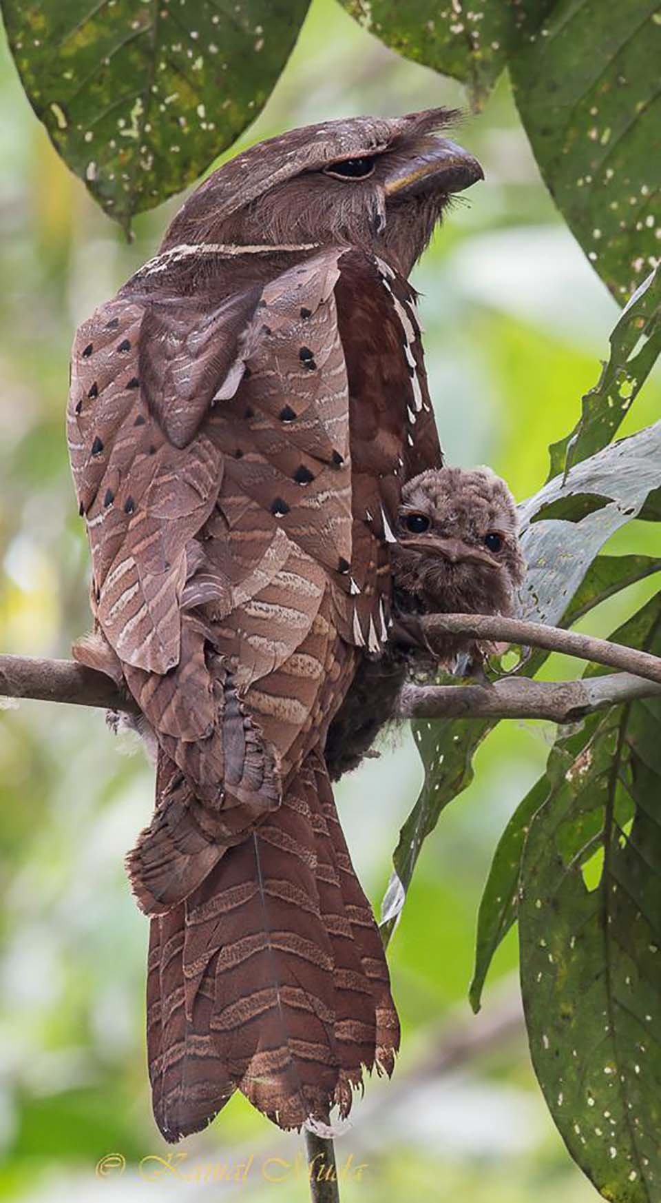malaysian large frogmouth