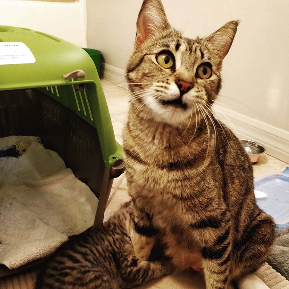 Esta gata está tan feliz de encontrar ayuda para su único gatito 6 mamá gata rescatada