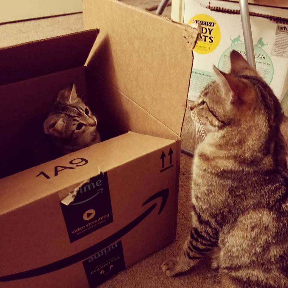 Esta gata está tan feliz de encontrar ayuda para su único gatito 4 mamá gata y bebé