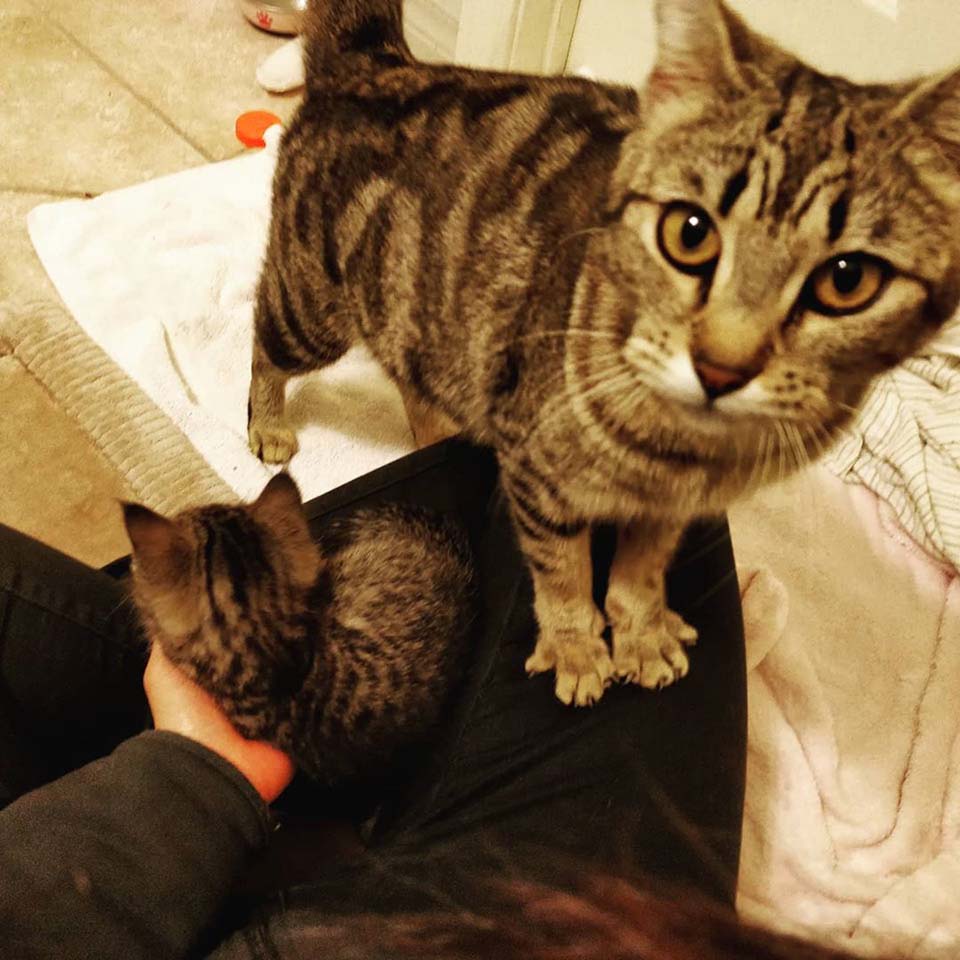 Esta gata está tan feliz de encontrar ayuda para su único gatito 3 mamá y gatito jugando