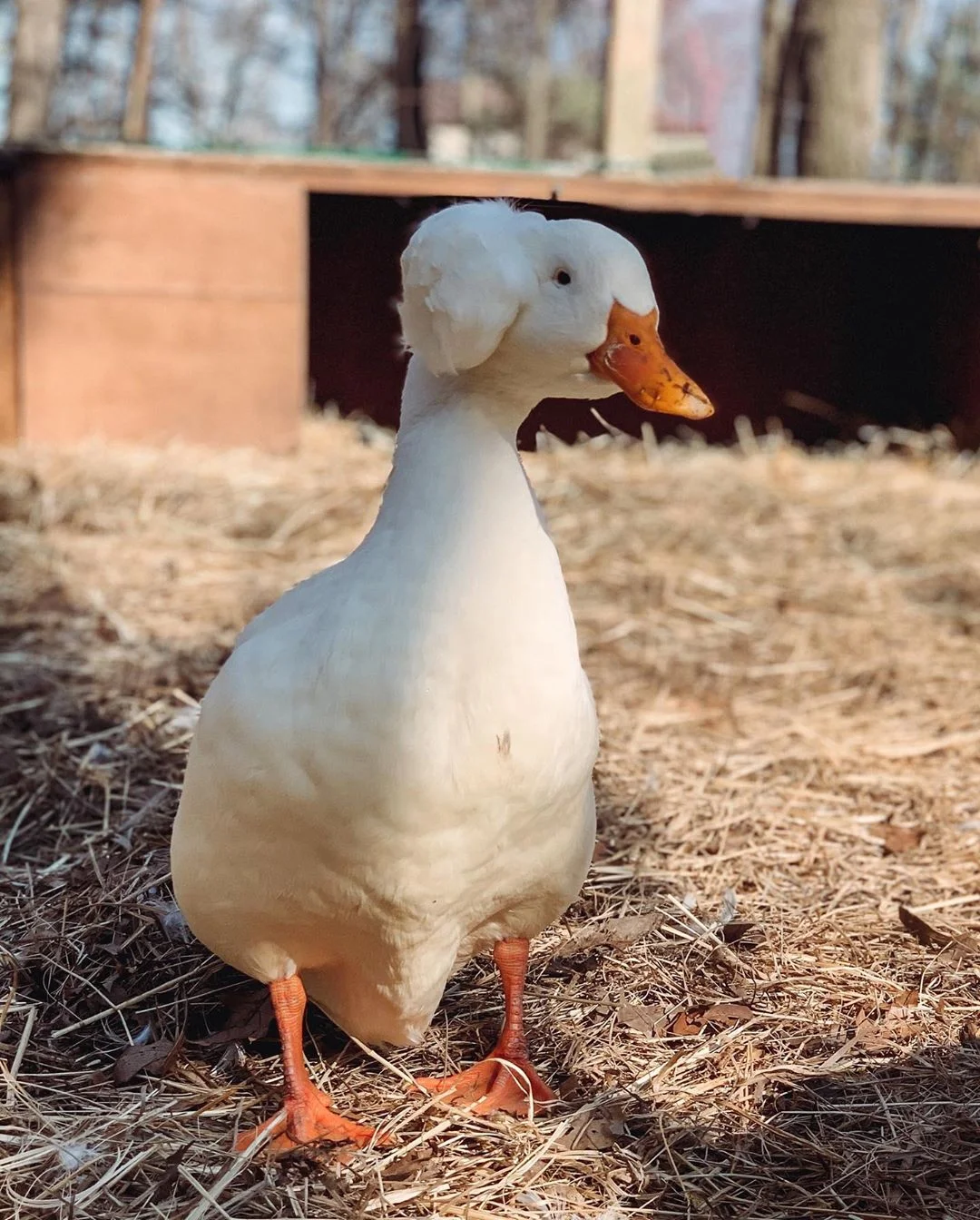 pato crestado en una granja