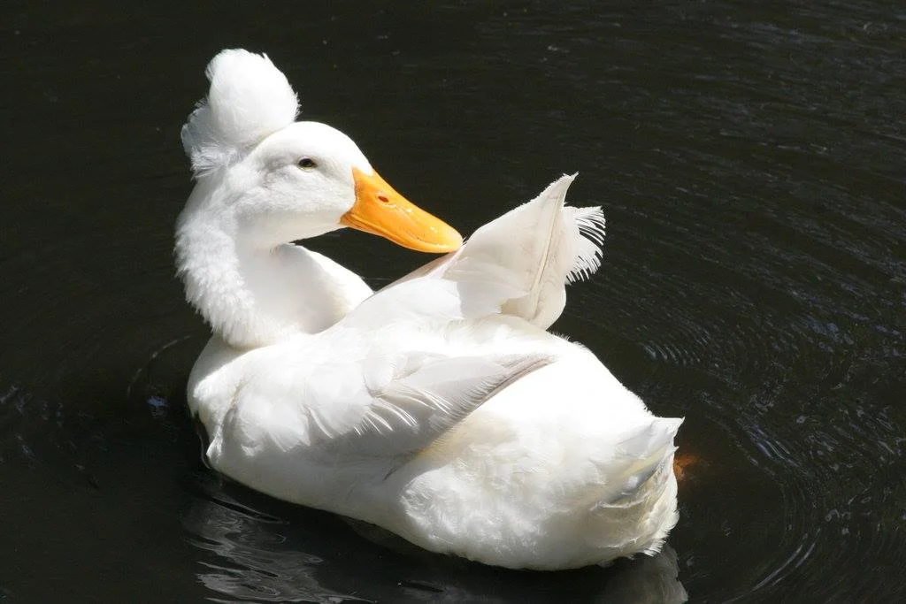pato de raza crested en el lago. 