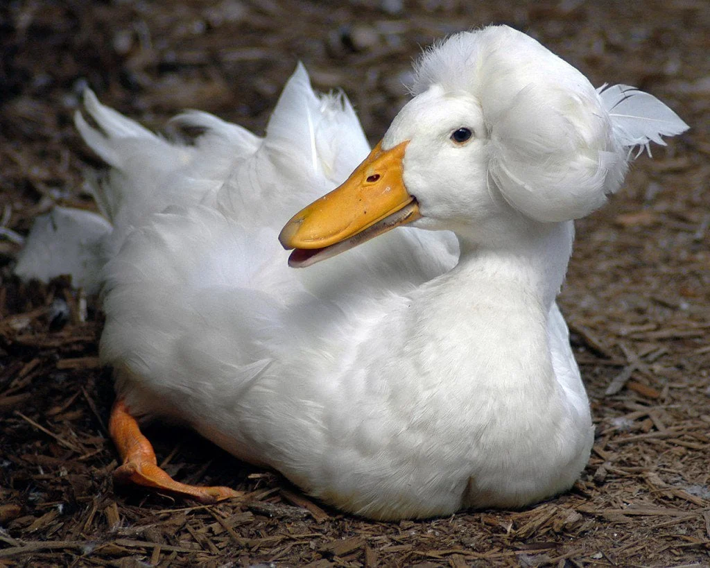 pato que parece usara peluca