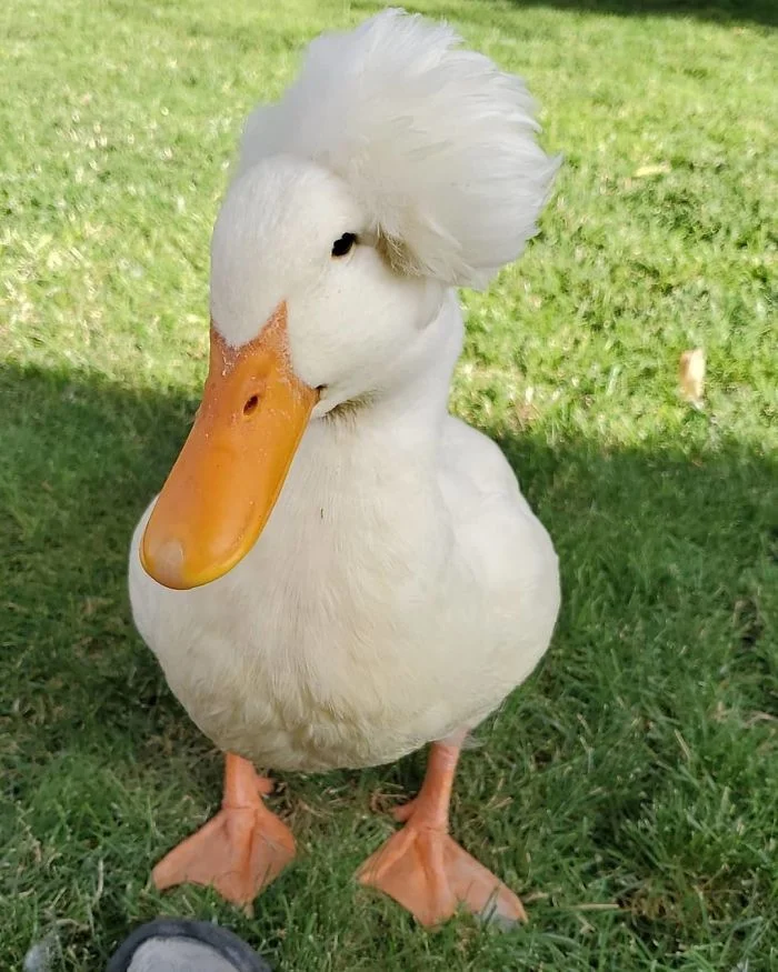 pato que parece que usara peluca