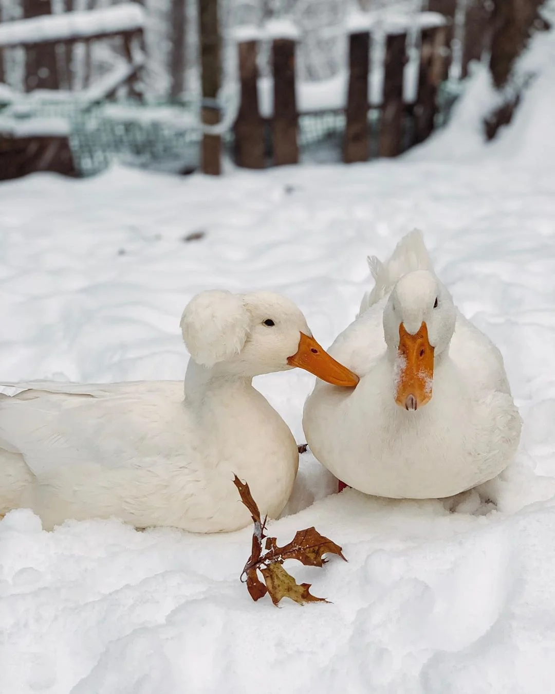 patos crestados tienen apariencia de llevar una peluca
