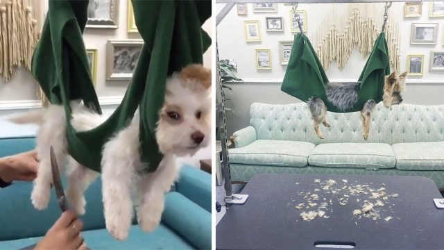 peluquero con una forma creativa para ayudar a los perros a relajarse