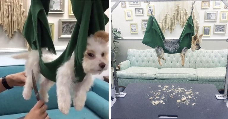 Peluquero viene con una forma creativa para ayudar a los perros luchadores a relajarse