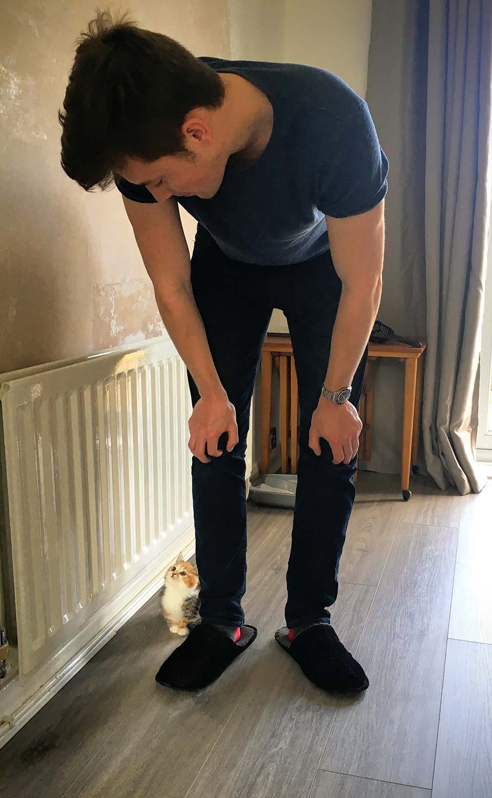 pequeño gatito