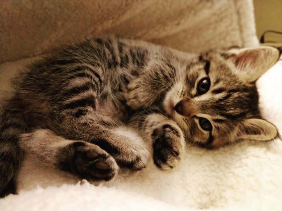 Esta gata está tan feliz de encontrar ayuda para su único gatito 5 pequeño gatito