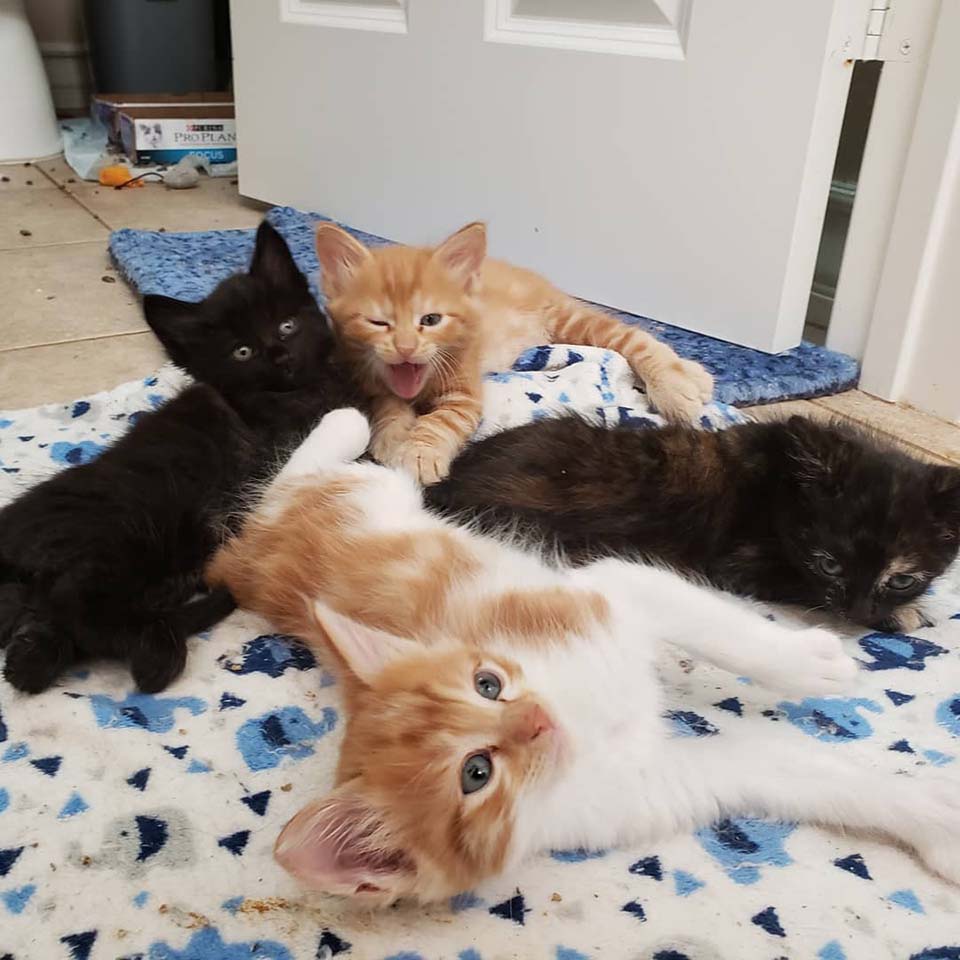 pequeños gatitos