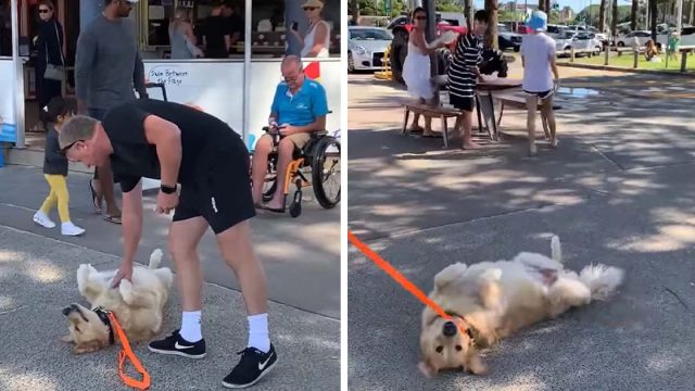perro se hace el muerto para no abandonar el parque