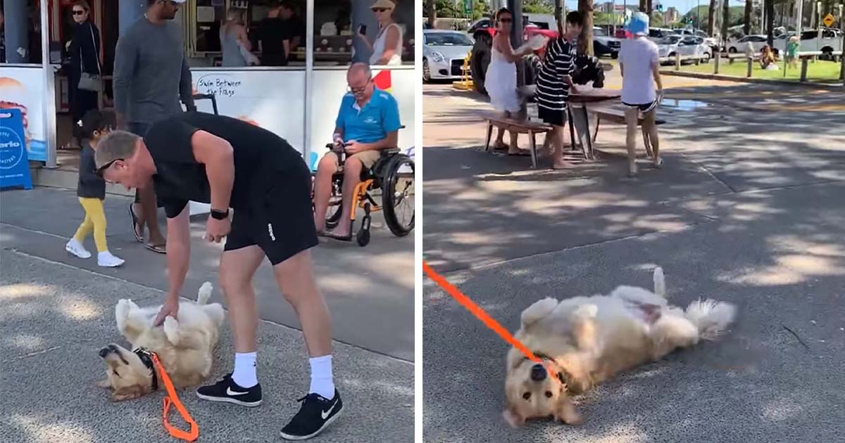 perro se hace el muerto para no abandonar el parque