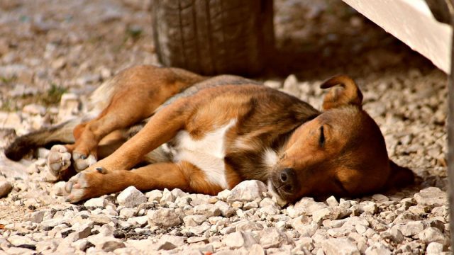 perro callejero durmiendo