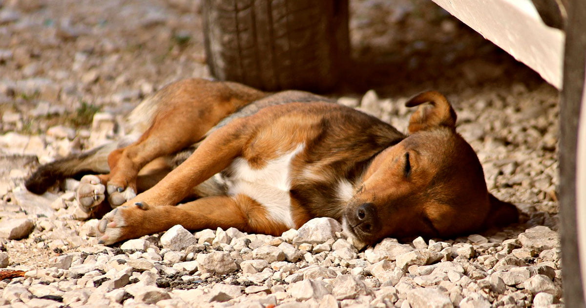 perro callejero durmiendo