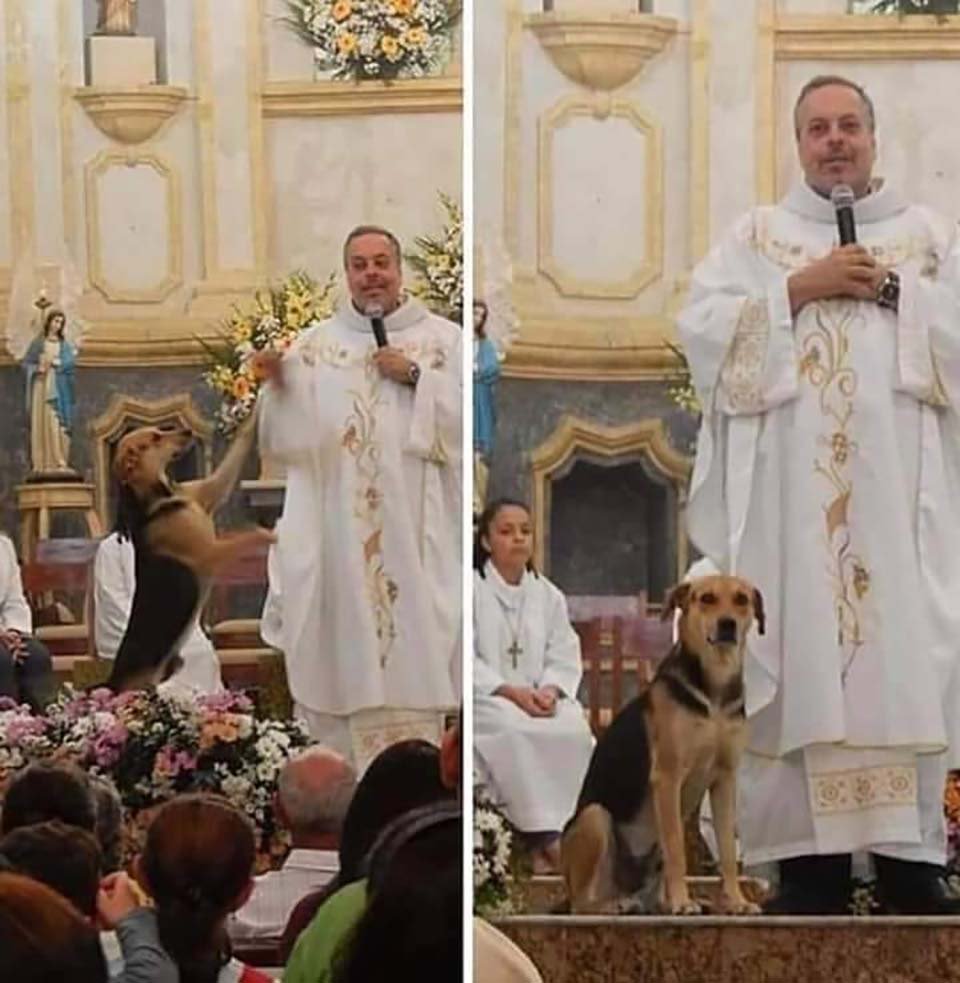 sacerdote y mascotas
