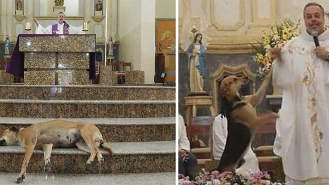sacerdote lleva perros callejeros a misa