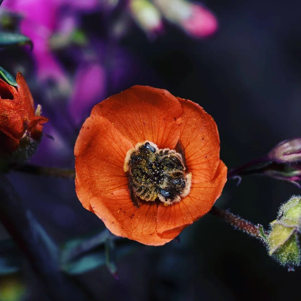 Abeja duerme en las flores