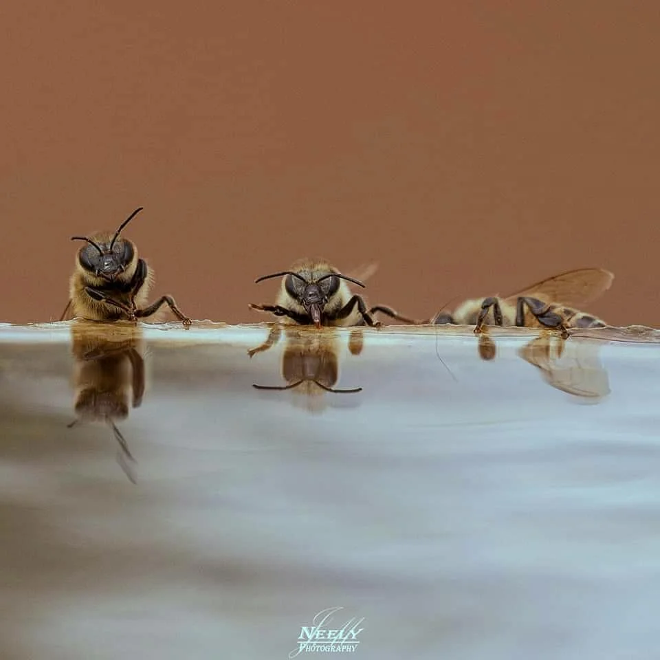 Abejas toman agua