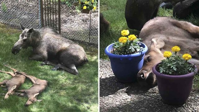 Alce y sus bebés pasan día en patio de una familia