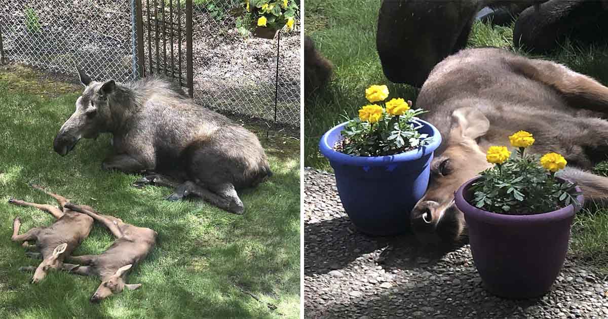 Alce y sus bebés pasan día en patio de una familia