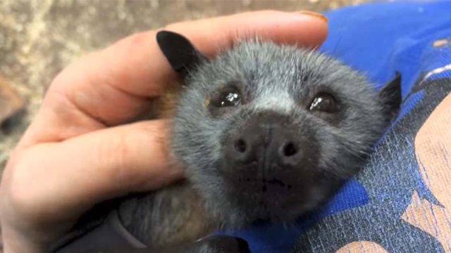 Bebé murciélago hace los ruidos más adorables