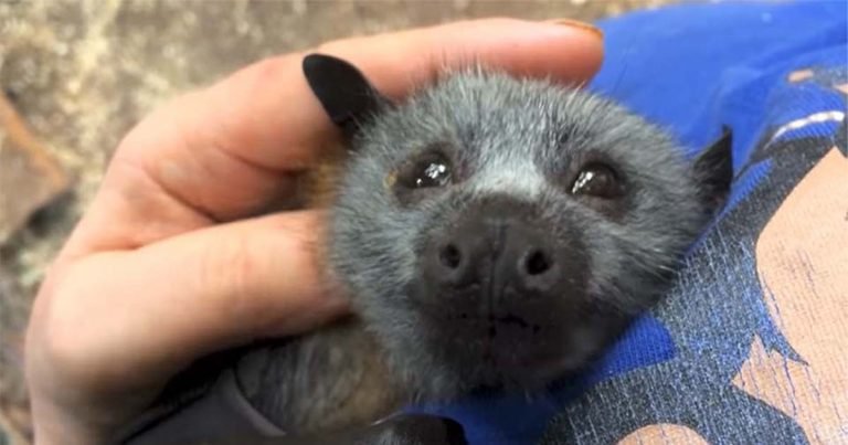 Adorable bebé murciélago hace los ruidos más lindos mientras es acariciado
