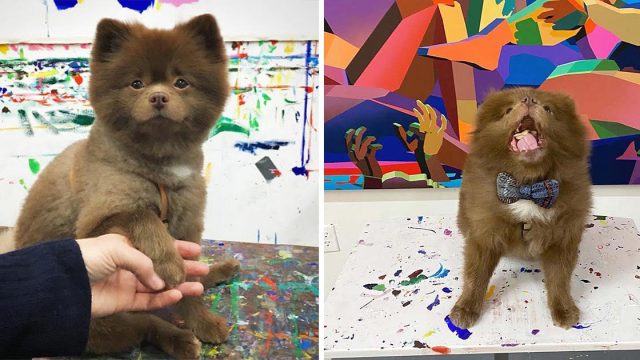Cachorro adoptado feliz ahora