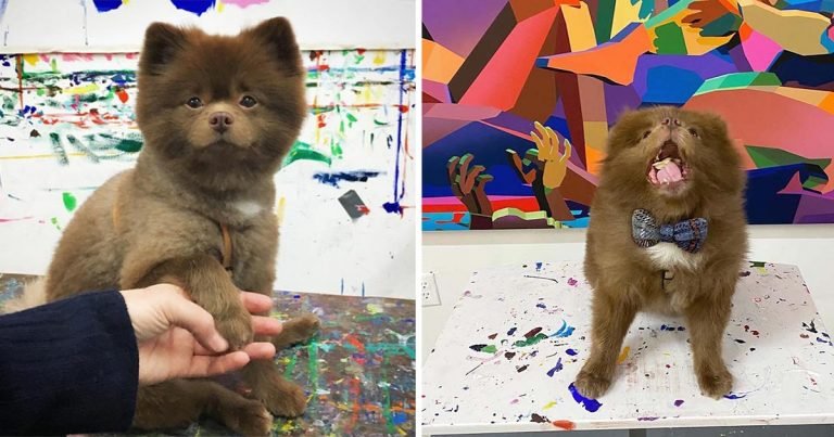 Cachorro que había sido abandonado por su tamaño es feliz ahora
