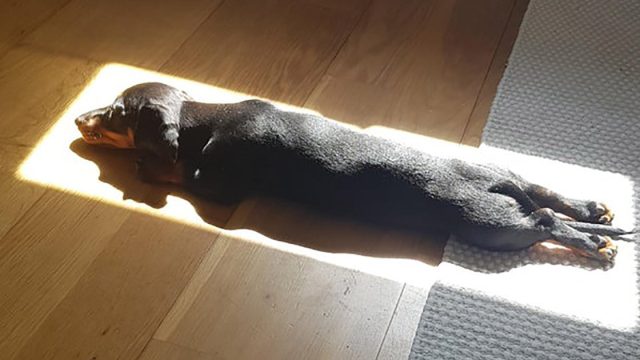 Cachorro ama tomar siesta calor del sol
