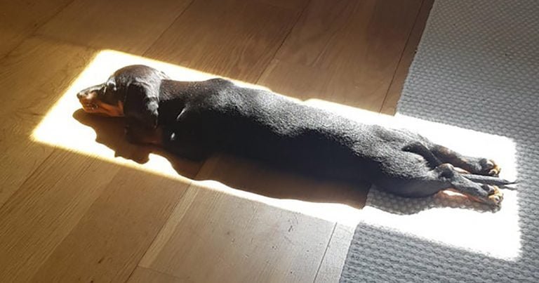Cachorro ama tanto el sol que siempre encuentra el lugar perfecto para la siesta