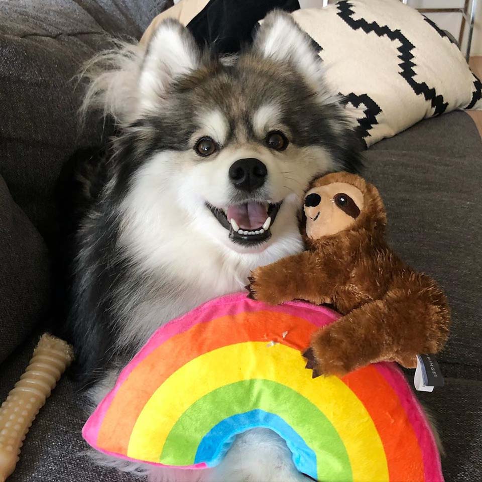Cachorro en el sofá