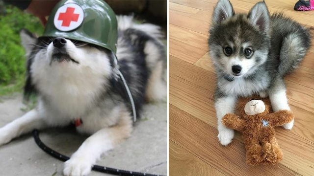 Cachorro pomsky tan lindo que no parece real