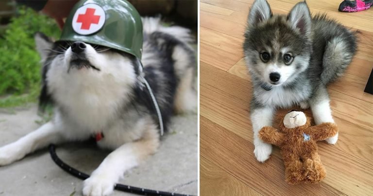 Norman un cachorro Pomsky que es tan lindo que ni siquiera parece real
