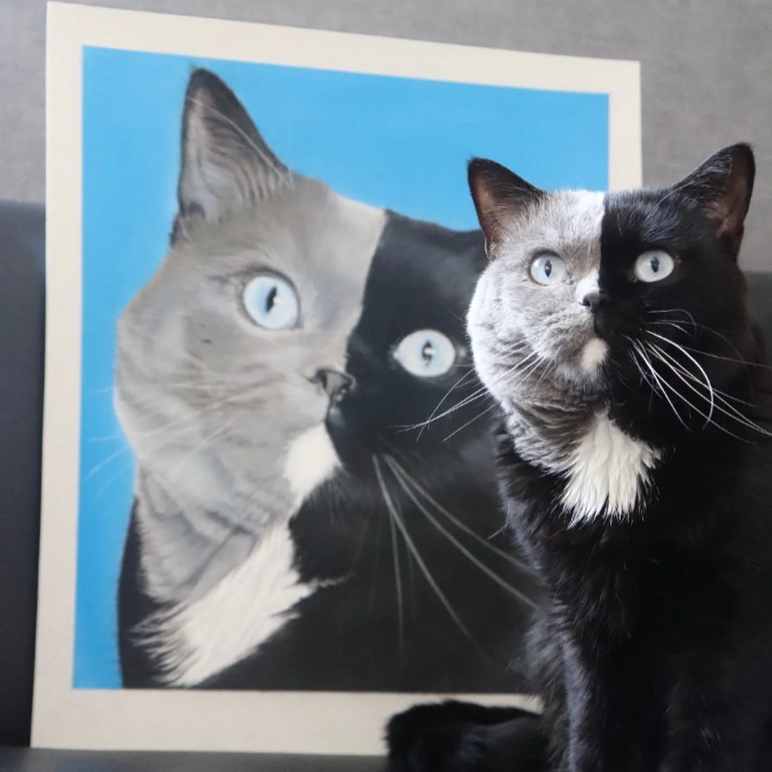 Gato con la cara bicolor es padre de dos gatitos que se repartieron sus colores 2 Cara bicolor Narnia