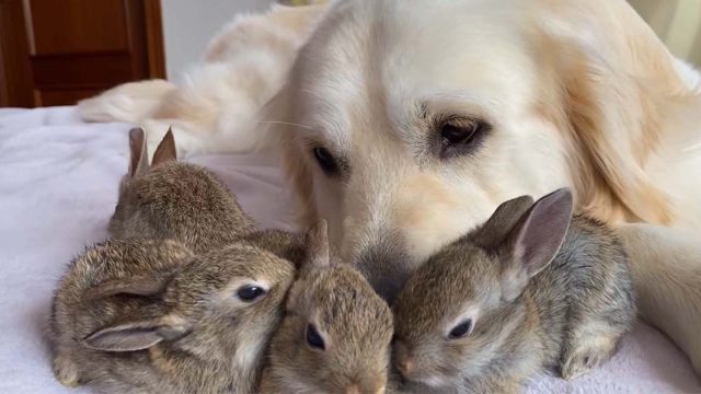 Conejitos creen que este golden retriever es su padre