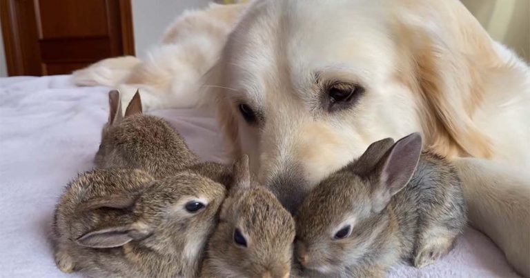 Conejitos creen que este golden retriever es su padre y se acurrucan con él todo el día