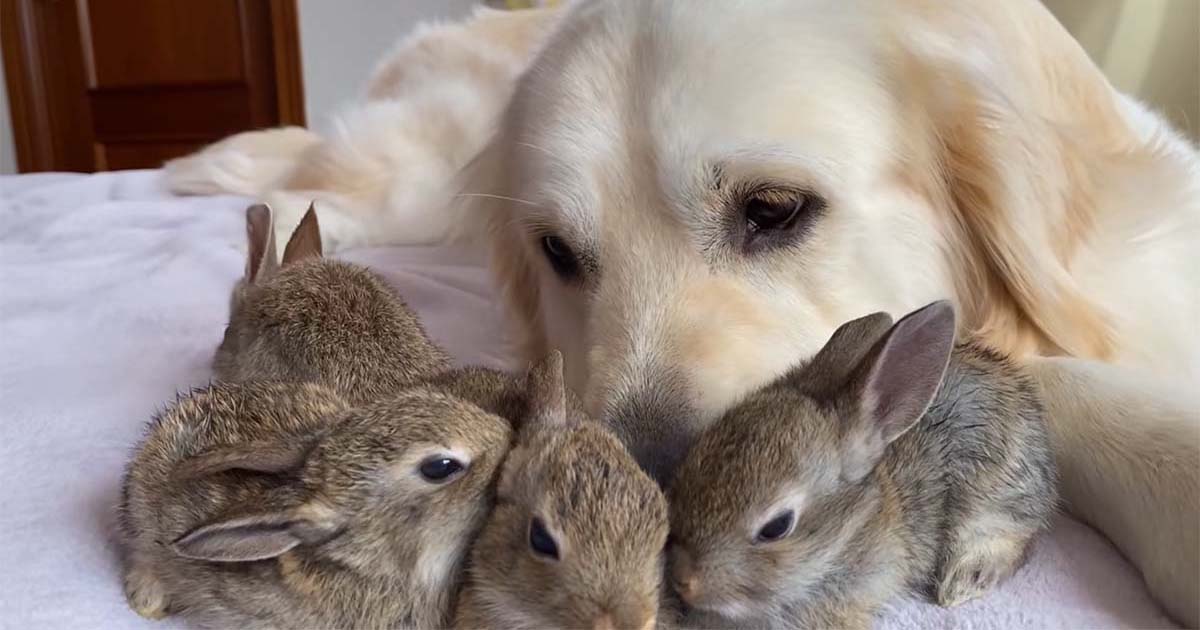 Conejitos creen que este golden retriever es su padre