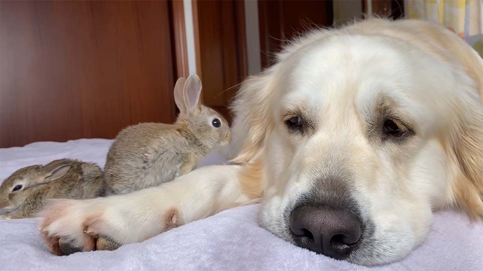 Conejitos creen que este golden retriever es su padre y se acurrucan con él todo el día 6 Conejos bebés