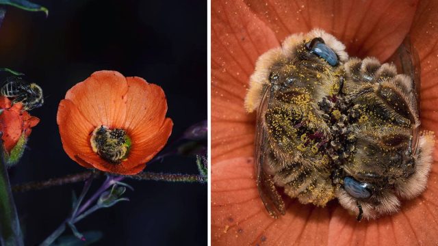Especie de abeja duerme en las flores y es adorable