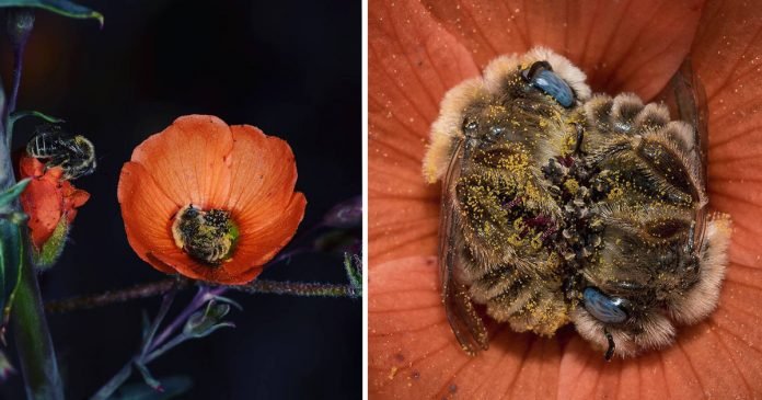 Especie de abeja duerme en las flores y es adorable