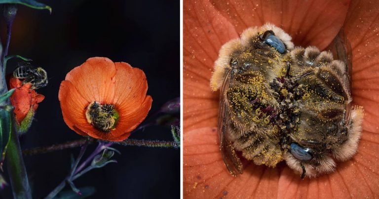 Esta especie de abeja duerme en las flores y es tan adorable