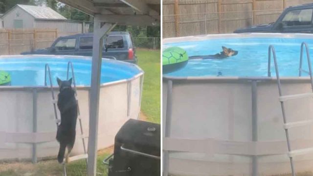 Familia atrapa a su perro tomando un baño