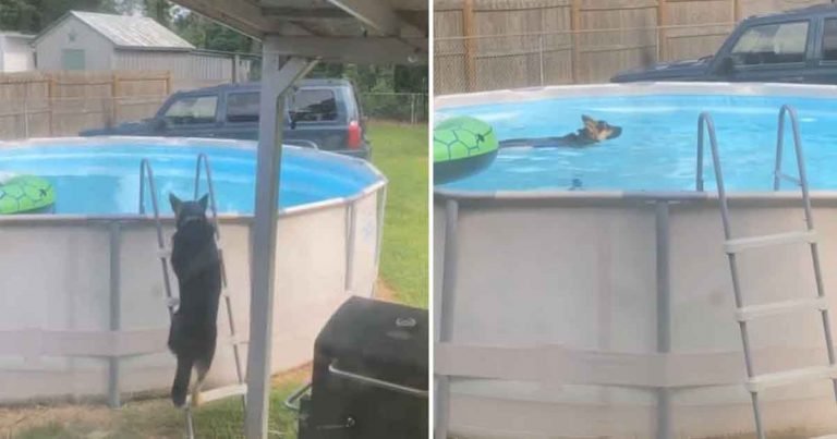 Familia atrapa a su perro tomando un baño secreto solo en la piscina